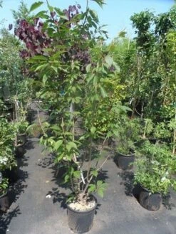 Sierkers, Struikvorm (Prunus Serrulata 'Kanzan') 14 Sierkers, Struikvorm (Prunus Serrulata 'Kanzan') -Groene Pracht prunus serrulata kanzan 150 175 200 c25