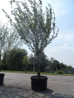 Japanse Sierkers (Prunus Serrulata 'Kanzan') 15 Japanse Sierkers (Prunus Serrulata 'Kanzan') -Groene Pracht prunus serrulata kanzan 90 100ho c1500