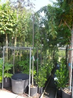 Japanse Treursierkers (Prunus Serrulata 'Kiku-shidare') 9 Japanse Treursierkers (Prunus Serrulata 'Kiku-shidare') -Groene Pracht prunus serrulata kiku shidare zakura 10 12ho cont