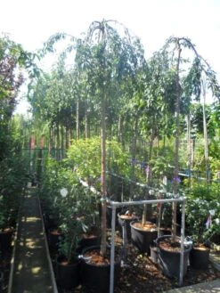 Japanse Treursierkers (Prunus 'Snow Fountain') 9 Japanse Treursierkers (Prunus 'Snow Fountain') -Groene Pracht prunus snow fountains 12 14 ho cont