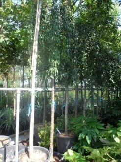 Japanse Treursierkers (Prunus 'Snow Fountain') 11 Japanse Treursierkers (Prunus 'Snow Fountain') -Groene Pracht prunus snow fountains 14 16 18ho cont. 250stam