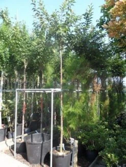 Japanse Sierkers (Prunus Subhirtella 'Autumnalis') 10 Japanse Sierkers (Prunus Subhirtella 'Autumnalis') -Groene Pracht prunus subhirtella autumnalis 10 12ho cont 1