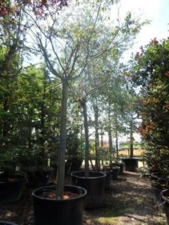 Japanse Sierkers (Prunus Subhirtella 'Autumnalis') 11 Japanse Sierkers (Prunus Subhirtella 'Autumnalis') -Groene Pracht prunus subhirtella autumnalis 30 35 40ho c350 1