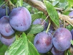 Lei-Pruim (Prunus Domestica 'The Czar') 3 Lei-Pruim (Prunus Domestica 'The Czar')