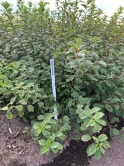 Amandelboompje Als Struik (Prunus Triloba) 7 Amandelboompje Als Struik (Prunus Triloba) -Groene Pracht prunus triloba 1