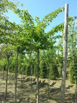 Japanse Sierkers (Prunus Yedoensis) -Groene Pracht prunus yedoensis