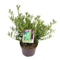 Laurierkers (Prunus Laurocerasus 'Sofia') -Groene Pracht prunuslsofia03 1