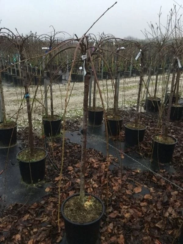 Treursierkers (Prunus Subhirtella 'Pendula Rosea') 4 Treursierkers (Prunus Subhirtella 'Pendula Rosea') - Afbeelding 2