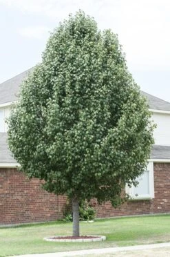 Chinese Sierpeer (Pyrus Calleryana 'Chanticleer') 17 Chinese Sierpeer (Pyrus Calleryana 'Chanticleer') -Groene Pracht pyrus calleryana