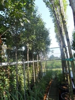 Chinese Sierpeer (Pyrus Calleryana 'Chanticleer') 20 Chinese Sierpeer (Pyrus Calleryana 'Chanticleer') -Groene Pracht pyrus calleryana chanticleer 12 14ho cont