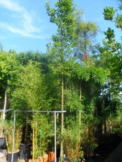 Chinese Sierpeer (Pyrus Calleryana 'Chanticleer') 11 Chinese Sierpeer (Pyrus Calleryana 'Chanticleer') - Afbeelding 9