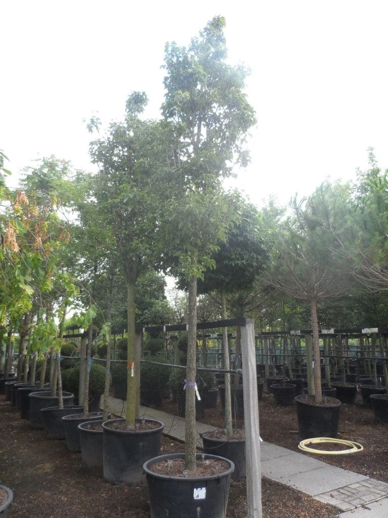 Chinese Sierpeer (Pyrus Calleryana 'Chanticleer') 9 Chinese Sierpeer (Pyrus Calleryana 'Chanticleer') - Afbeelding 7