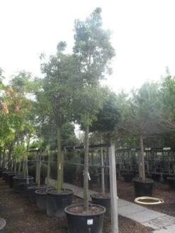 Chinese Sierpeer (Pyrus Calleryana 'Chanticleer') 23 Chinese Sierpeer (Pyrus Calleryana 'Chanticleer') -Groene Pracht pyrus calleryana chanticleer 25 30ho c285 1