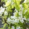 Sierpeer Als Leivorm (Pyrus Calleryana 'Chanticleer) -Groene Pracht pyrus chanticleer 1 1