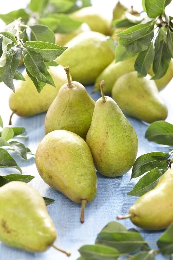 Lei-Peer (Pyrus Communis 'Bonne Louise D'Avranches') 3 Lei-Peer (Pyrus Communis 'Bonne Louise D'Avranches')