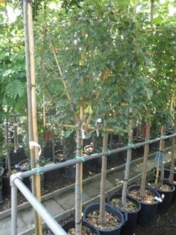 Lei-peer (Pyrus Communis 'Conference') 9 Lei-peer (Pyrus Communis 'Conference') -Groene Pracht pyrus communis eetpeer halfstam leivorm 1