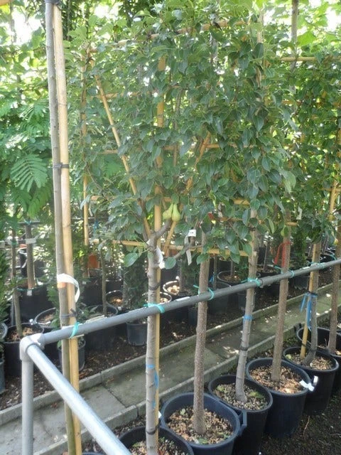 Lei-peer (Pyrus Communis 'Conference') 6 Lei-peer (Pyrus Communis 'Conference') - Afbeelding 4