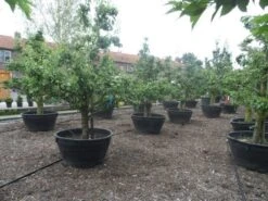 Wilde Perenboom (Pyrus Communis) 29 Wilde Perenboom (Pyrus Communis) -Groene Pracht pyrus communis eetpeer in soorten oude vormboom c500