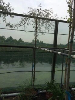 Treursierpeer (Pyrus Salicifolia 'Pendula') 29 Treursierpeer (Pyrus Salicifolia 'Pendula') -Groene Pracht pyrus sal. pendula 12 14cm 1