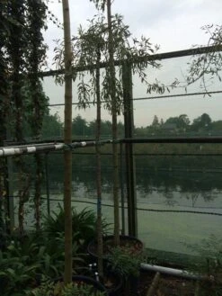 Treursierpeer (Pyrus Salicifolia 'Pendula') 32 Treursierpeer (Pyrus Salicifolia 'Pendula') -Groene Pracht pyrus sal. pendula 12 14cm 2