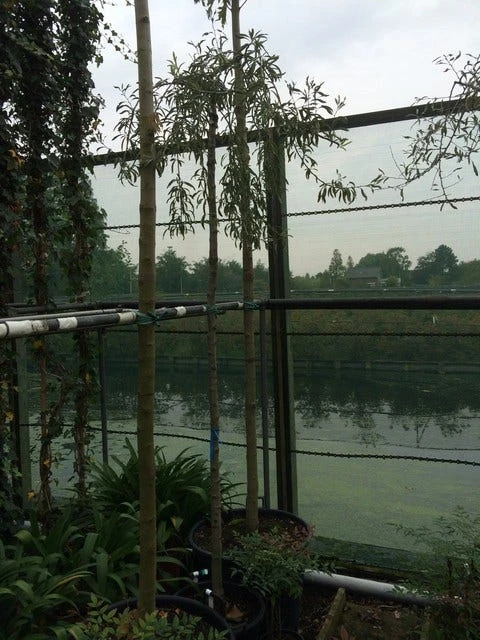 Treursierpeer (Pyrus Salicifolia 'Pendula') 13 Treursierpeer (Pyrus Salicifolia 'Pendula') - Afbeelding 11