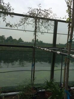 Treursierpeer (Pyrus Salicifolia 'Pendula') 31 Treursierpeer (Pyrus Salicifolia 'Pendula') -Groene Pracht pyrus sal pendula 2