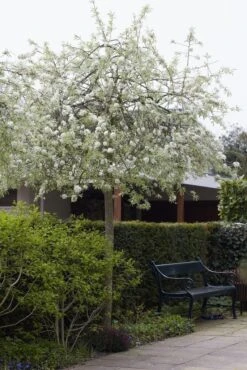 Treursierpeer (Pyrus Salicifolia 'Pendula') 25 Treursierpeer (Pyrus Salicifolia 'Pendula') -Groene Pracht pyrus salicifolia pendula