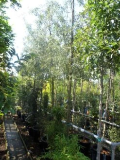 Treursierpeer (Pyrus Salicifolia 'Pendula') 27 Treursierpeer (Pyrus Salicifolia 'Pendula') -Groene Pracht pyrus salicifolia pendula 12 14 16ho doorgaande kop