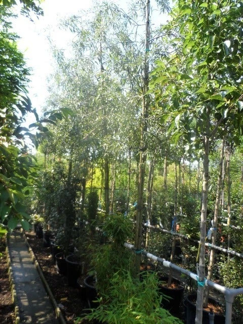 Treursierpeer (Pyrus Salicifolia 'Pendula') 16 Treursierpeer (Pyrus Salicifolia 'Pendula') - Afbeelding 14