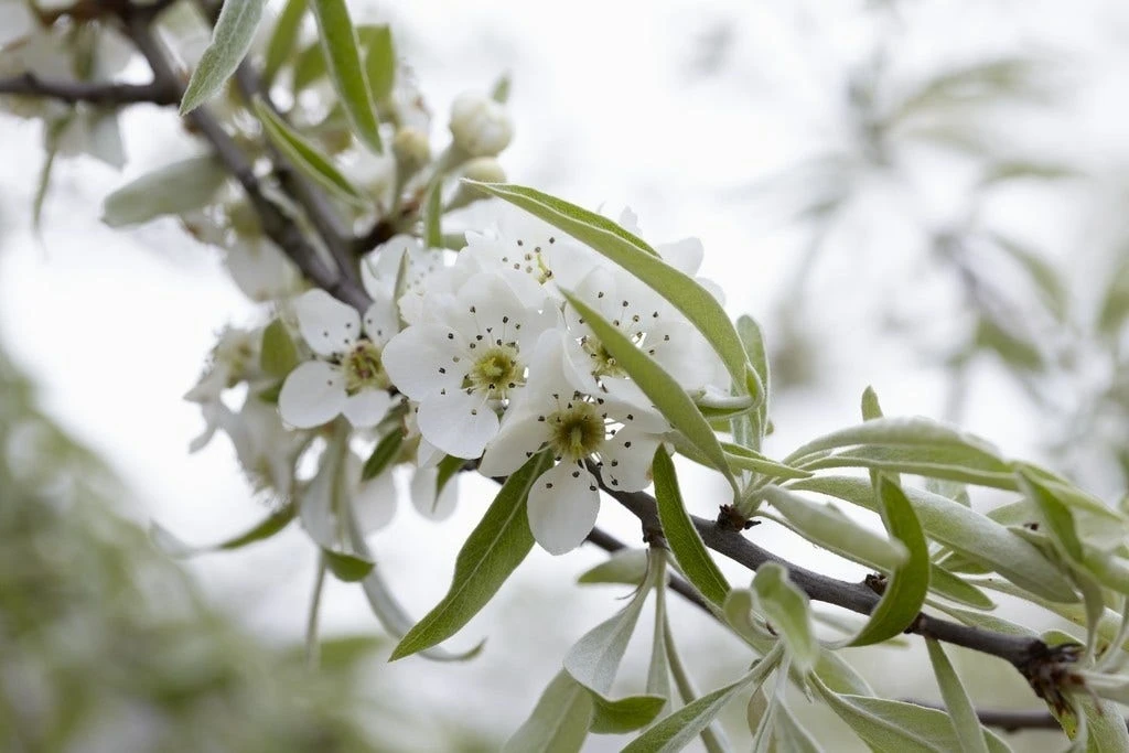 Sierpeer Als Struik (Pyrus Salicifolia 'Pendula') 4 Sierpeer Als Struik (Pyrus Salicifolia 'Pendula') - Afbeelding 2