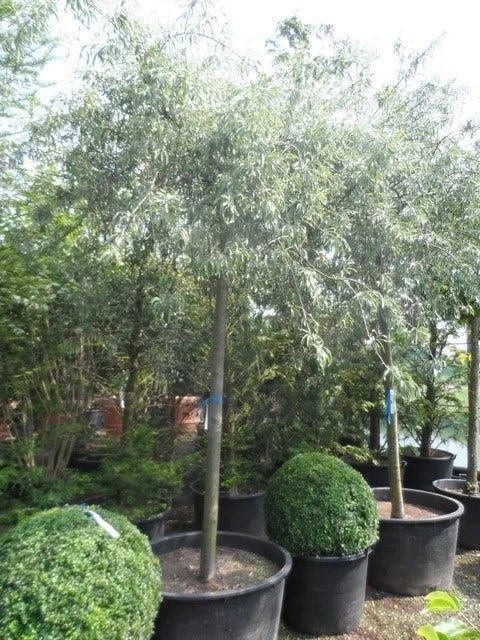 Treursierpeer (Pyrus Salicifolia 'Pendula') 19 Treursierpeer (Pyrus Salicifolia 'Pendula') - Afbeelding 17