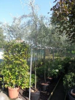 Treursierpeer (Pyrus Salicifolia 'Pendula') 34 Treursierpeer (Pyrus Salicifolia 'Pendula') -Groene Pracht pyrus salicifolia pendula 8 10ho c25