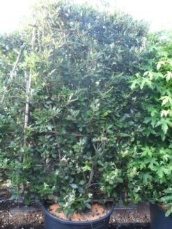 Steeneik Als Leivorm (Quercus Ilex) -Groene Pracht quercus ilex leivorm 200x120