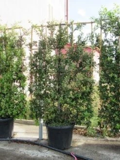 Steeneik Als Leivorm (Quercus Ilex) -Groene Pracht quercus ilex leivorm 4