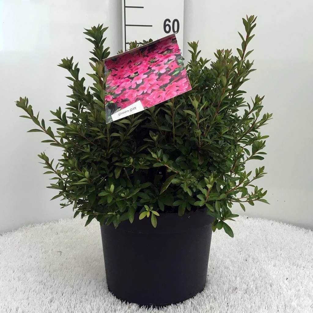 Japanse Azalea (Rhododendron 'Madame Van Hecke') 11 Japanse Azalea (Rhododendron 'Madame Van Hecke') - Afbeelding 9