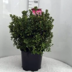 Japanse Azalea (Rhododendron 'Madame Van Hecke') 27 Japanse Azalea (Rhododendron 'Madame Van Hecke') -Groene Pracht r. aj mme van hecke c15