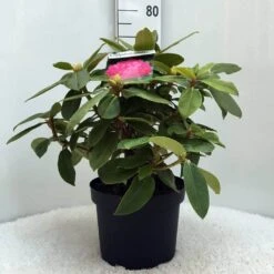 Rhododendron (Rhododendron 'Germania') 35 Rhododendron (Rhododendron 'Germania') -Groene Pracht r. germania c10 50 cm
