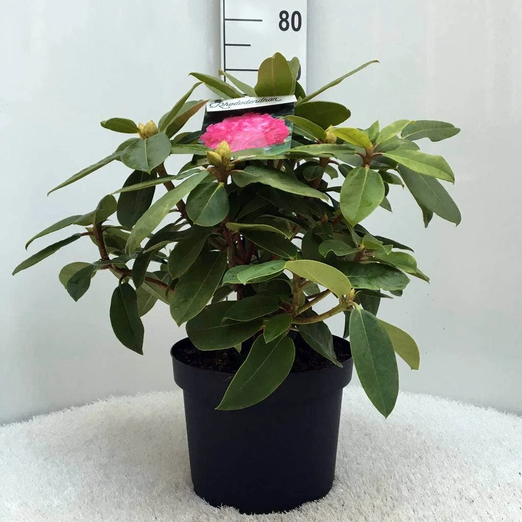 Rhododendron (Rhododendron 'Germania') 16 Rhododendron (Rhododendron 'Germania') - Afbeelding 14