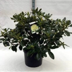 Rhododendron (Rhododendron 'Horizon Monarch') 40 Rhododendron (Rhododendron 'Horizon Monarch') -Groene Pracht r. horizon monarch c40