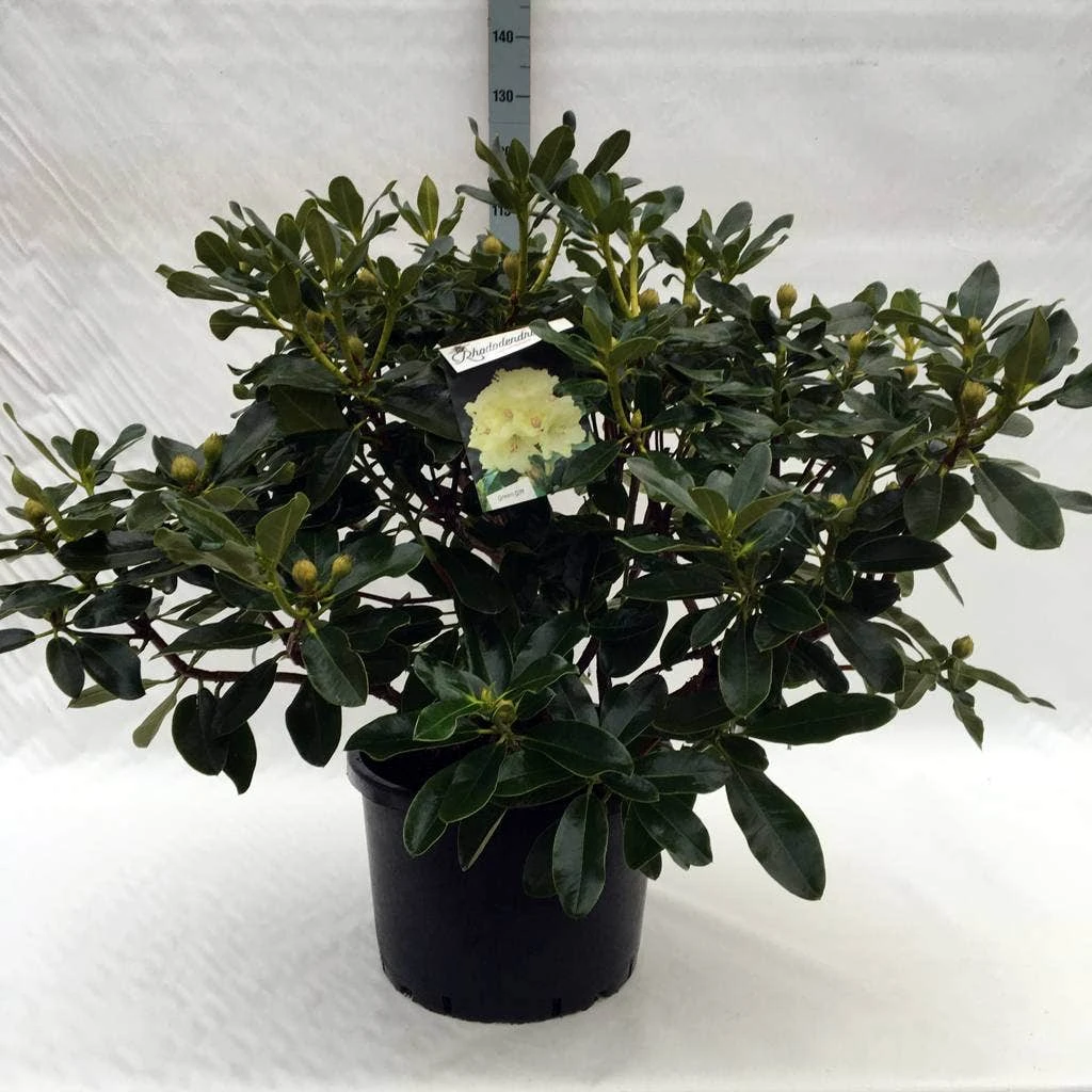 Rhododendron (Rhododendron 'Horizon Monarch') 21 Rhododendron (Rhododendron 'Horizon Monarch') - Afbeelding 19