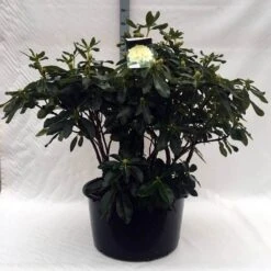 Rhododendron (Rhododendron 'Horizon Monarch') 37 Rhododendron (Rhododendron 'Horizon Monarch') -Groene Pracht r. horizon monarch c80