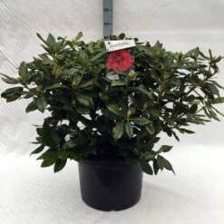 Rhododendron (Rhododendron 'Lord Roberts') 15 Rhododendron (Rhododendron 'Lord Roberts') -Groene Pracht r. lord roberts c40