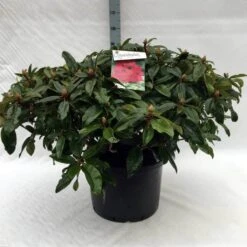 Rhododendron (Rhododendron 'Marie Forte') 21 Rhododendron (Rhododendron 'Marie Forte') -Groene Pracht r. marie forte c40