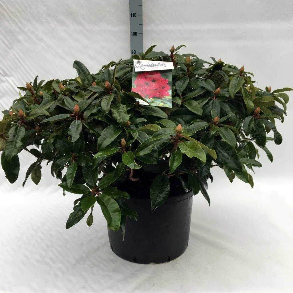 Rhododendron (Rhododendron 'Marie Forte') 10 Rhododendron (Rhododendron 'Marie Forte') - Afbeelding 9