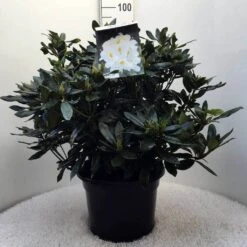 Rhododendron (Rhododendron 'Madame Masson') 35 Rhododendron (Rhododendron 'Madame Masson') -Groene Pracht r. mme masson c20