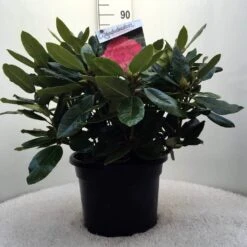 Rhododendron (Rhododendron 'American Beauty') 19 Rhododendron (Rhododendron 'American Beauty') -Groene Pracht r. p.a. beauty c20