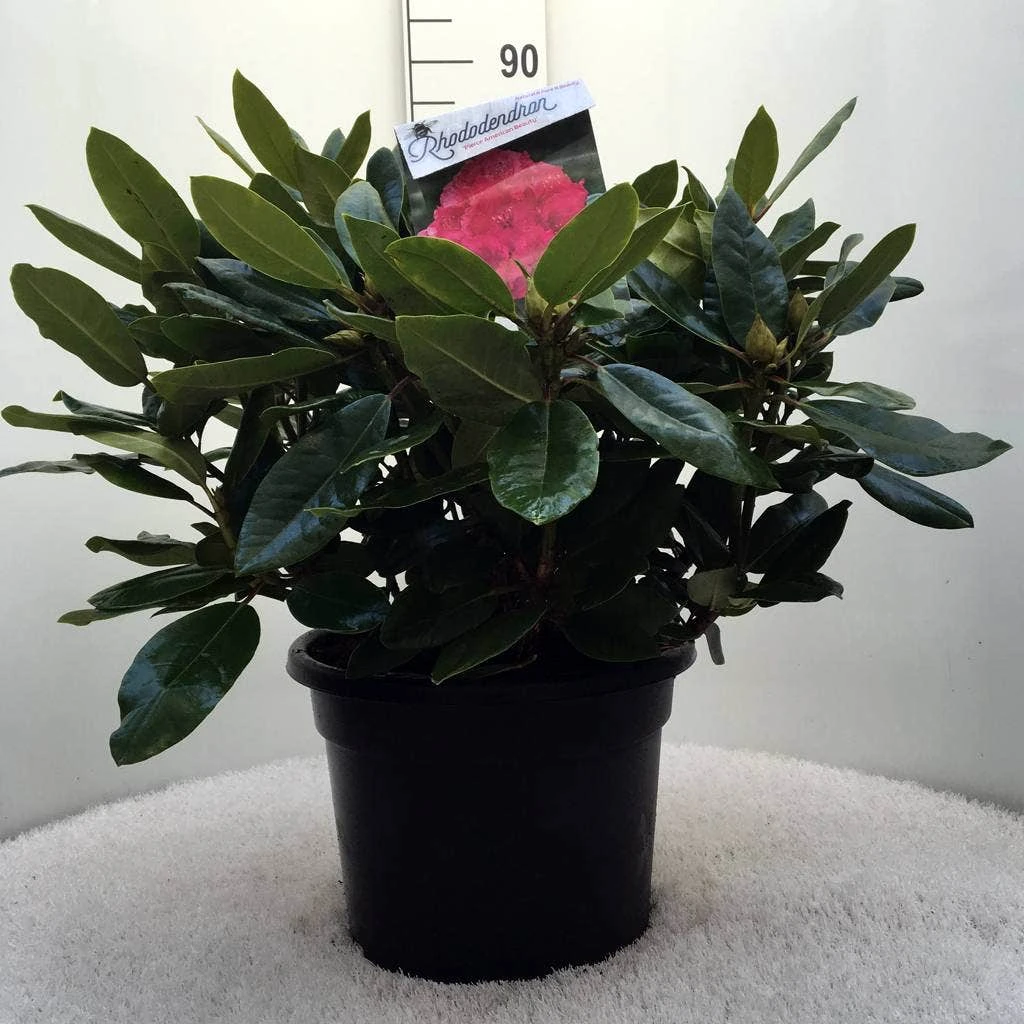 Rhododendron (Rhododendron 'American Beauty') 9 Rhododendron (Rhododendron 'American Beauty') - Afbeelding 7