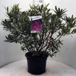 Bosrhododendron (Rhododendron Ponticum 'Variegatum') -Groene Pracht r. pont. variegatum c20