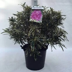 Bosrhododendron (Rhododendron Ponticum 'Variegatum') -Groene Pracht r. pont. variegatum c30