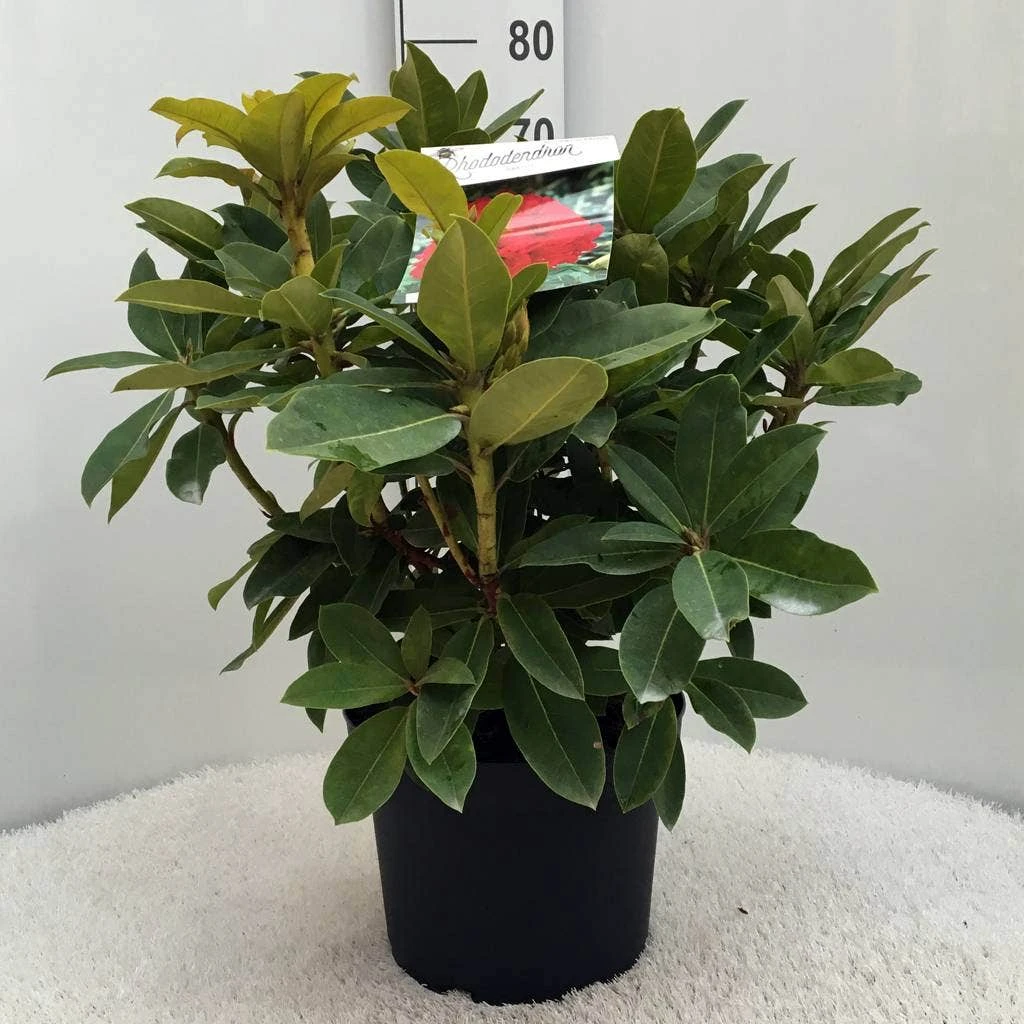 Rhododendron (Rhododendron 'Red Jack') 10 Rhododendron (Rhododendron 'Red Jack') - Afbeelding 8